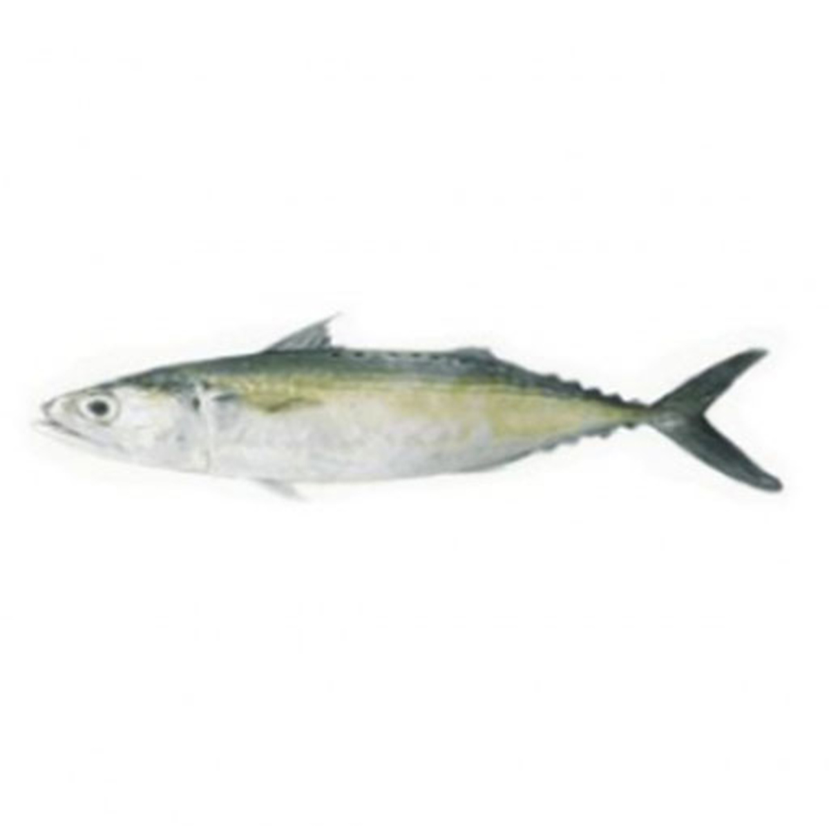 Surma Fish Small 1 Kg
